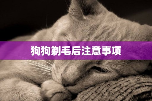狗狗剃毛后注意事項