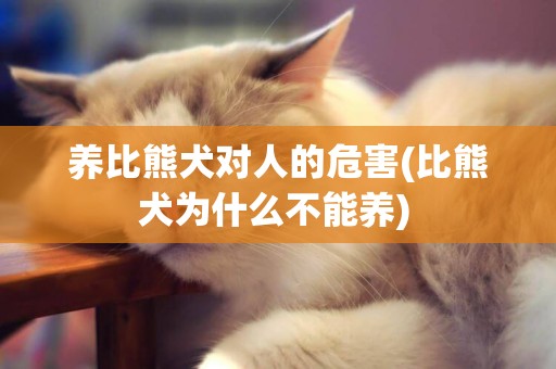 養比熊犬對人的危害(比熊犬為什么不能養) 