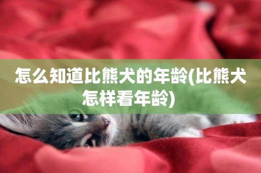 怎么知道比熊犬的年齡(比熊犬怎樣看年齡) 