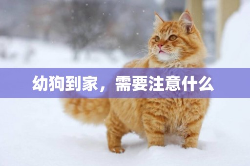 幼狗到家，需要注意什么 
