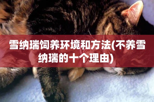 雪納瑞飼養環境和方法(不養雪納瑞的十個理由) 