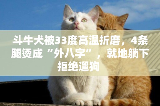 斗牛犬被33度高溫折磨，4條腿燙成“外八字”，就地躺下拒絕遛狗 