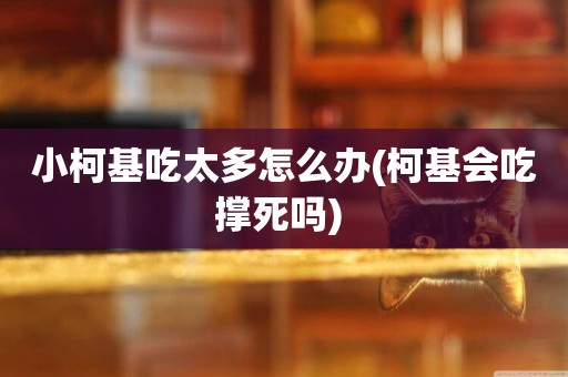 小柯基吃太多怎么辦(柯基會吃撐死嗎) 