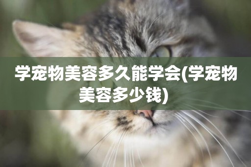 學寵物美容多久能學會(學寵物美容多少錢) 