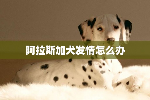 阿拉斯加犬發情怎么辦