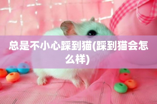 總是不小心踩到貓(踩到貓會怎么樣) 