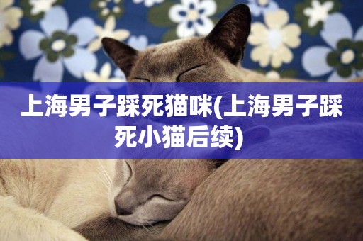 上海男子踩死貓咪(上海男子踩死小貓后續) 