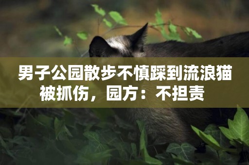 男子公園散步不慎踩到流浪貓被抓傷，園方：不擔責 