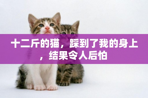 十二斤的貓，踩到了我的身上，結果令人后怕 
