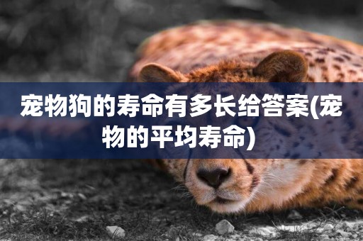 寵物狗的壽命有多長給答案(寵物的平均壽命) 