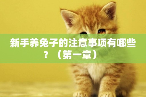 新手養兔子的注意事項有哪些？（第一章） 
