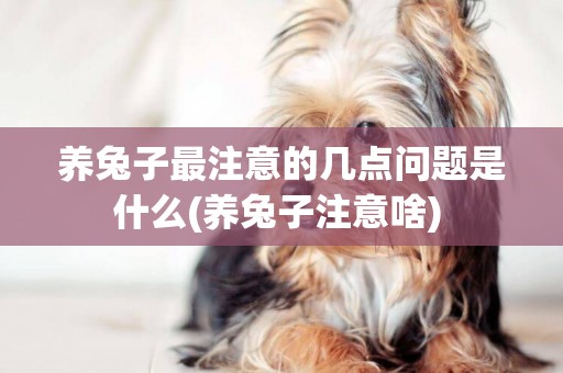 養兔子最注意的幾點問題是什么(養兔子注意啥) 