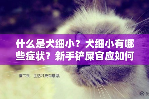 什么是犬細小？犬細小有哪些癥狀？新手鏟屎官應如何預防幼犬細小 