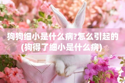 狗狗細小是什么病?怎么引起的(狗得了細小是什么病) 
