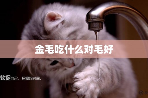 金毛吃什么對毛好