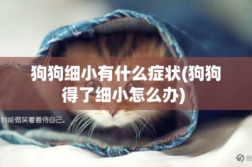 狗狗細小有什么癥狀(狗狗得了細小怎么辦) 