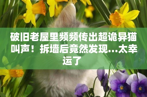 破舊老屋里頻頻傳出超詭異貓叫聲！拆墻后竟然發現…太幸運了 