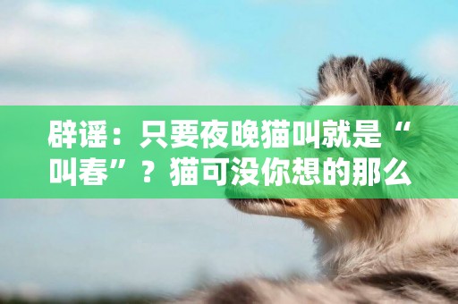 辟謠：只要夜晚貓叫就是“叫春”？貓可沒你想的那么“流氓” 