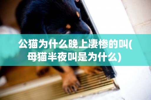 公貓為什么晚上凄慘的叫(母貓半夜叫是為什么) 