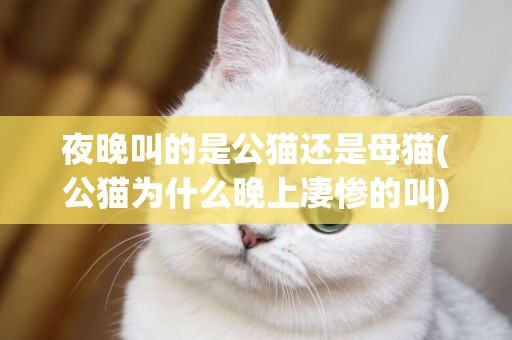 夜晚叫的是公貓還是母貓(公貓為什么晚上凄慘的叫) 