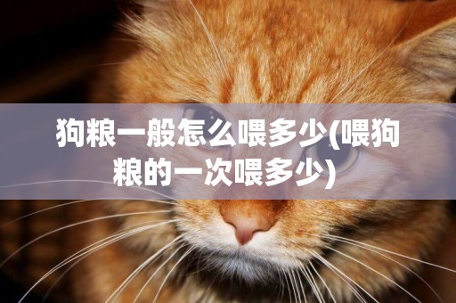狗糧一般怎么喂多少(喂狗糧的一次喂多少) 