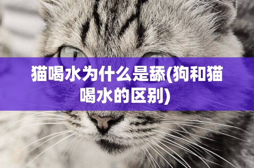 貓喝水為什么是舔(狗和貓喝水的區別) 