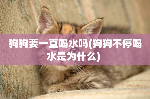 狗狗要一直喝水嗎(狗狗不停喝水是為什么) 