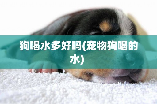 狗喝水多好嗎(寵物狗喝的水) 