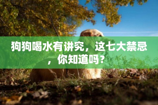 狗狗喝水有講究，這七大禁忌，你知道嗎？ 