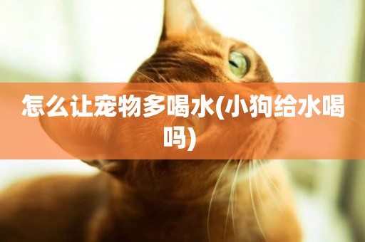 怎么讓寵物多喝水(小狗給水喝嗎) 