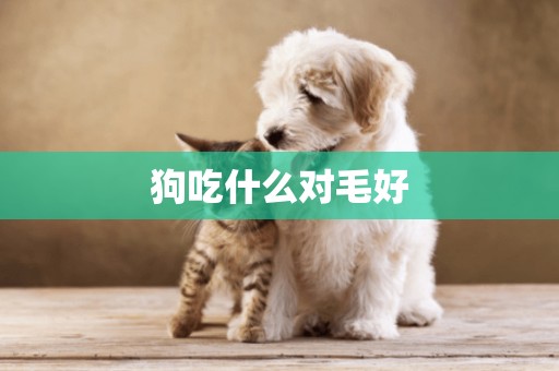 狗吃什么對毛好