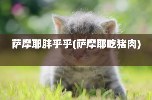 薩摩耶胖乎乎(薩摩耶吃豬肉) 