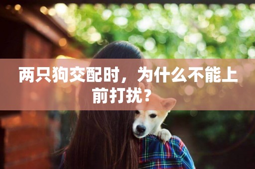 兩只狗交配時，為什么不能上前打擾？ 