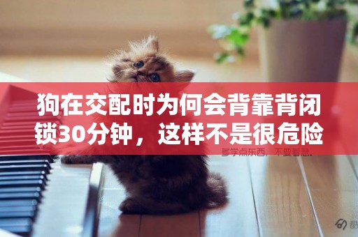 狗在交配時為何會背靠背閉鎖30分鐘，這樣不是很危險嗎？ 