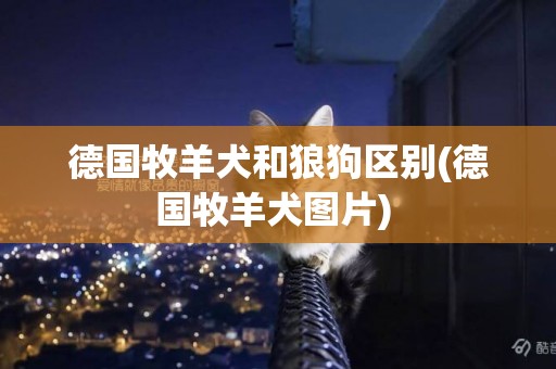 德國牧羊犬和狼狗區別(德國牧羊犬圖片) 