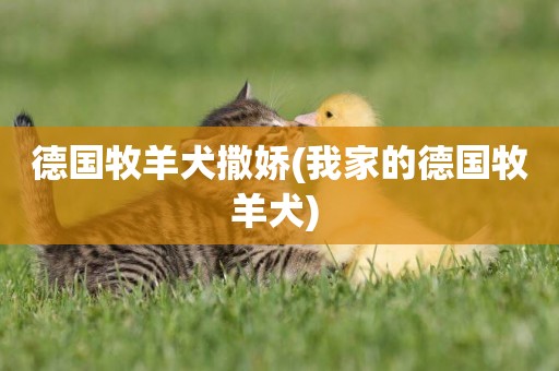德國牧羊犬撒嬌(我家的德國牧羊犬) 