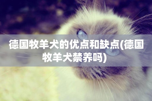德國牧羊犬的優點和缺點(德國牧羊犬禁養嗎) 