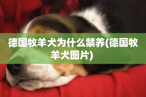 德國牧羊犬為什么禁養(德國牧羊犬圖片) 