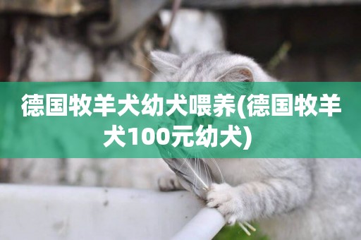 德國牧羊犬幼犬喂養(德國牧羊犬100元幼犬) 