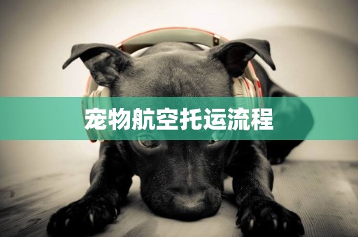 寵物航空托運流程