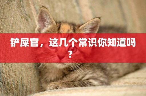 鏟屎官，這幾個常識你知道嗎？ 