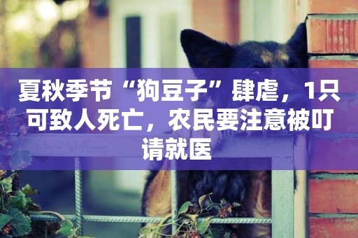 夏秋季節“狗豆子”肆虐，1只可致人死亡，農民要注意被叮請就醫 