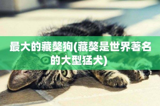 最大的藏獒狗(藏獒是世界著名的大型猛犬) 