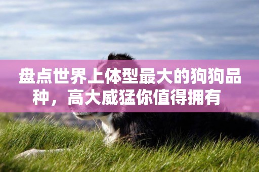 盤點世界上體型最大的狗狗品種，高大威猛你值得擁有 