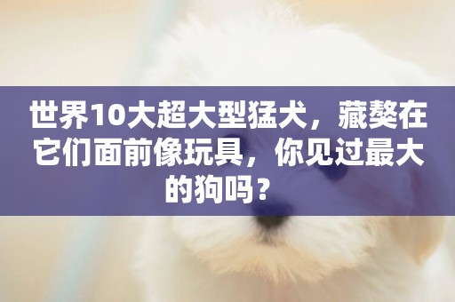 世界10大超大型猛犬，藏獒在它們面前像玩具，你見過最大的狗嗎？ 