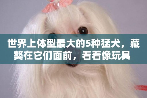 世界上體型最大的5種猛犬，藏獒在它們面前，看著像玩具 