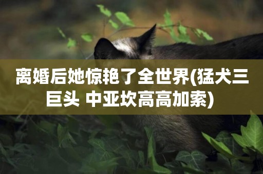 離婚后她驚艷了全世界(猛犬三巨頭 中亞坎高高加索) 