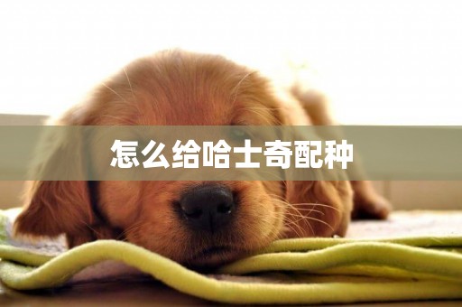 怎么給哈士奇配種