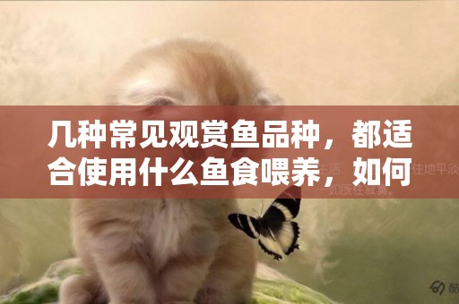 幾種常見觀賞魚品種，都適合使用什么魚食喂養，如何不污染水質？ 