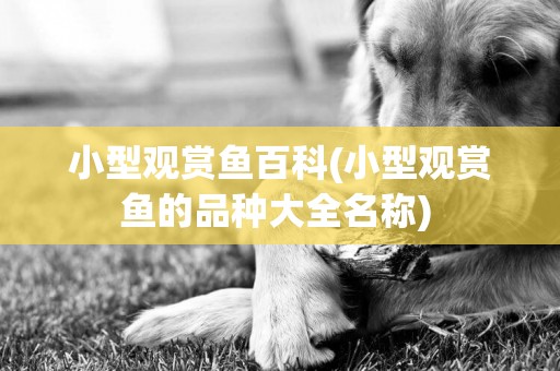 小型觀賞魚百科(小型觀賞魚的品種大全名稱) 